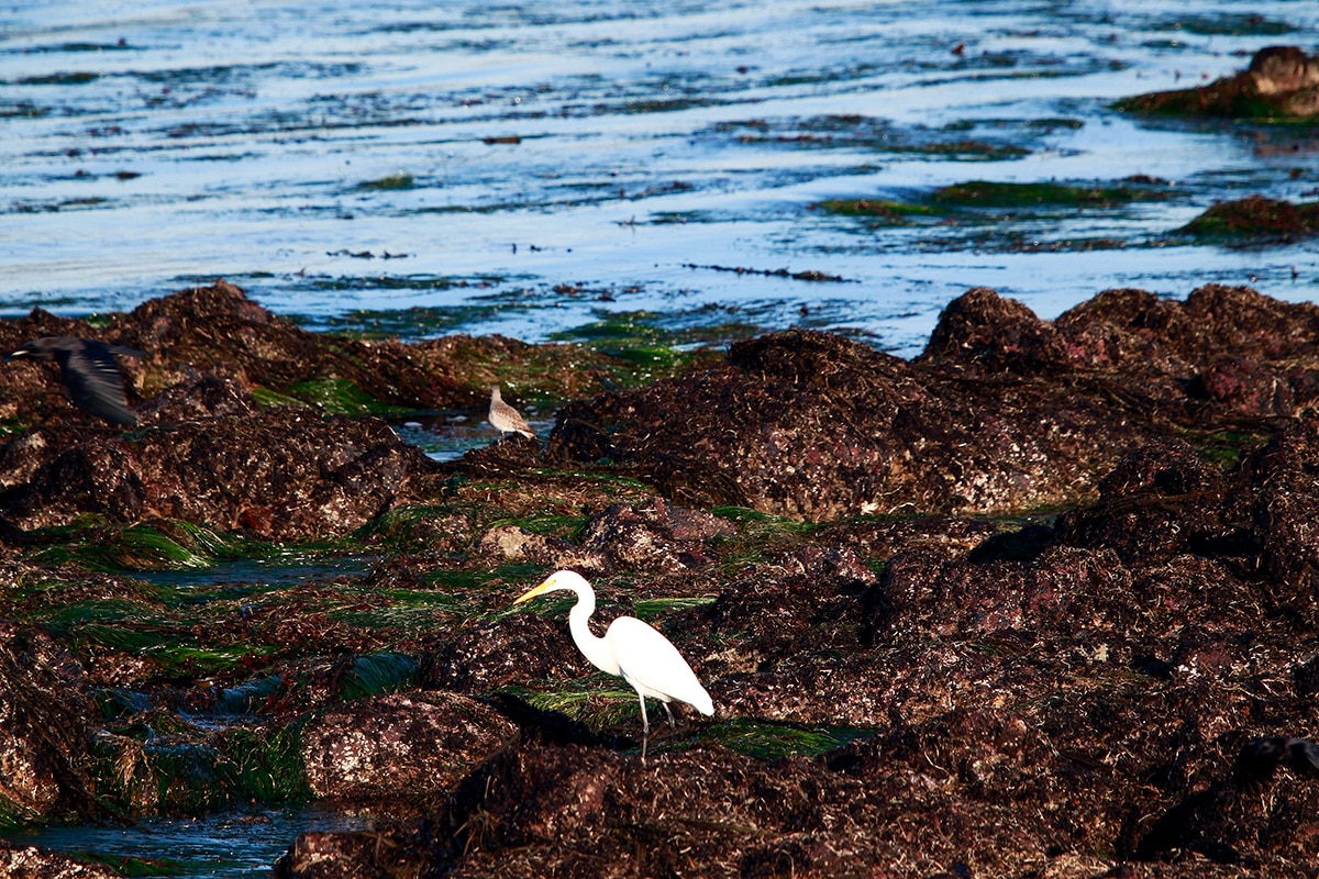 Ocean view and white bird at Cypress Ridge