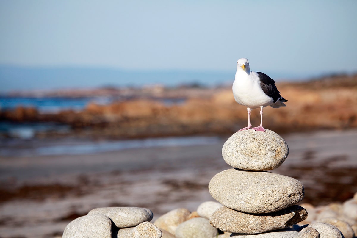 Seagull standing on rocks at Cypress Ridge